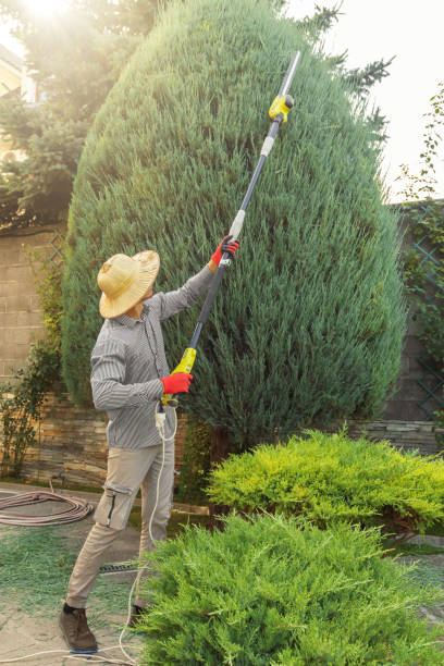 Best Lawn Watering Services  in Norco, CA